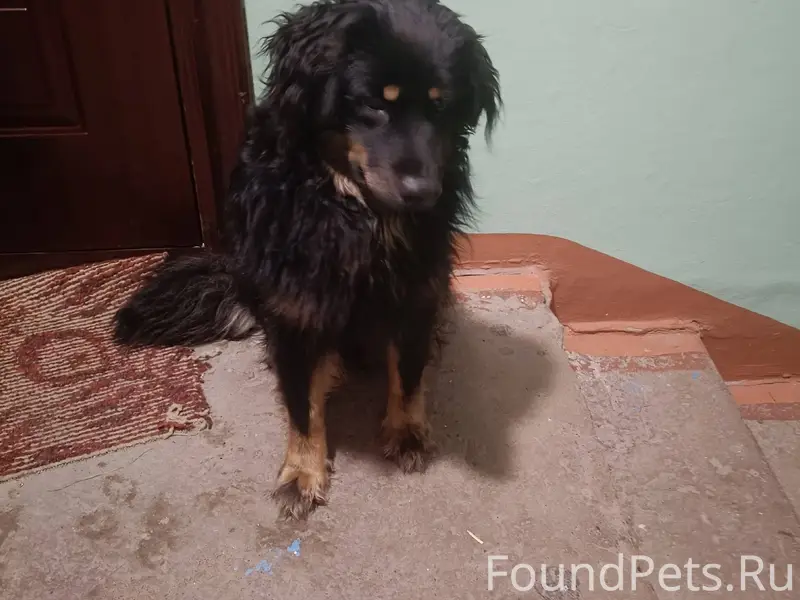 Найден пес Потерян район спутн...