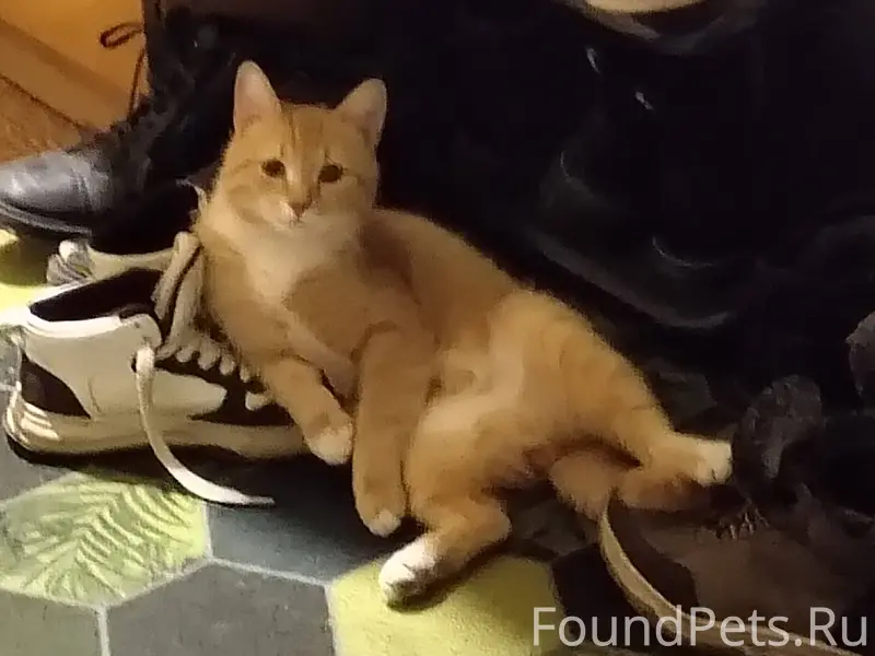 Пропал кот 1.5 года зовут...