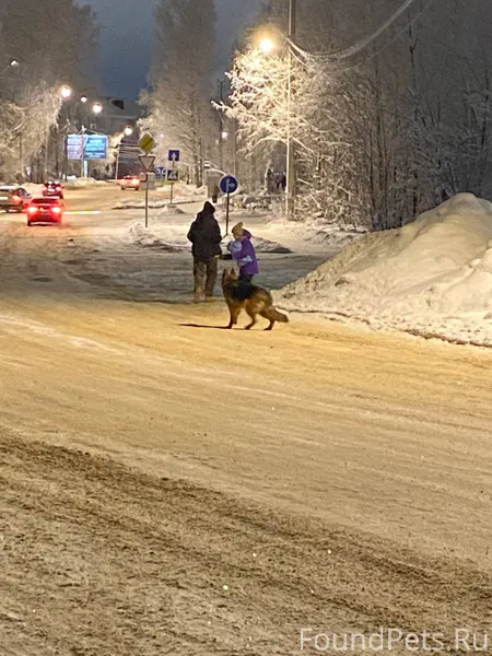 Чья собака❓❓❓ Очень добрая, кр...