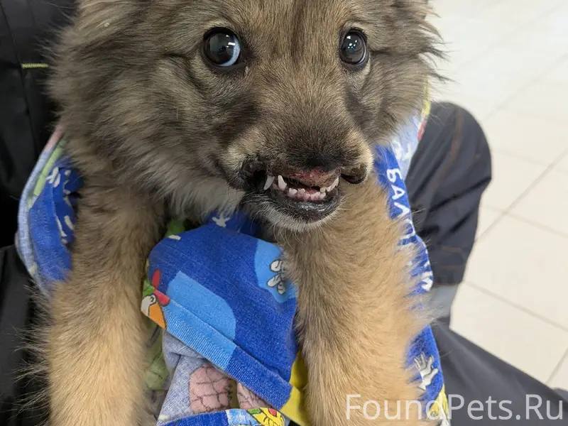 На промзоне был найден щенок (...