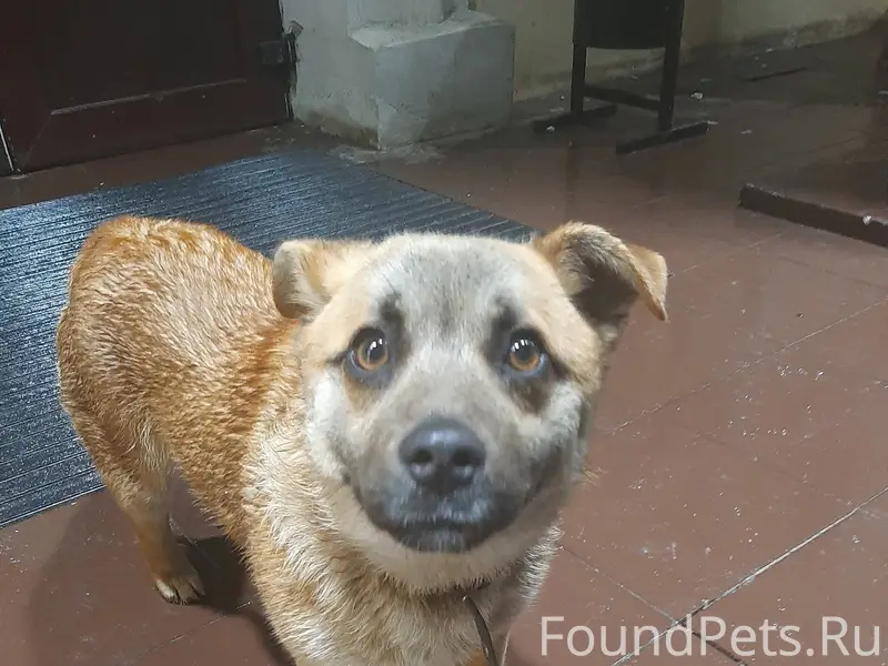 Пропал щенок если кто то видел...