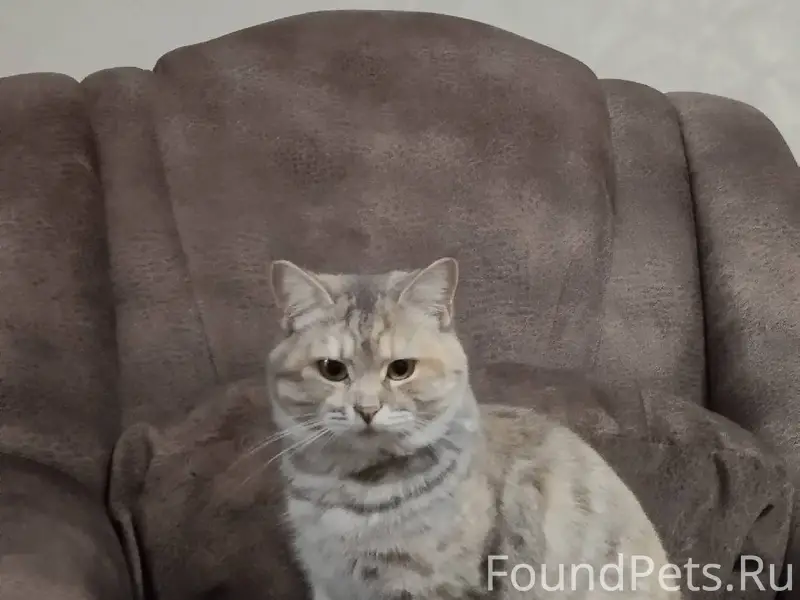 Пропала кошка, может кто видел...