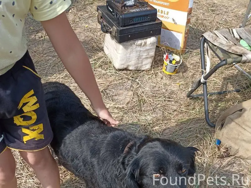 Потерялась собака, если кто ви...