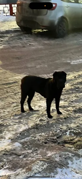 Тольятти. Шарпей. Центральный ...