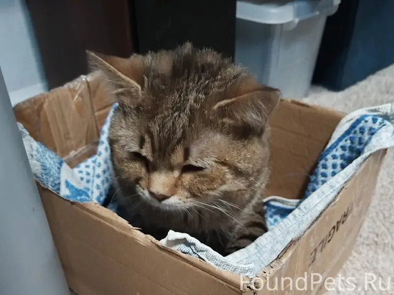 Найден кот ,красный октябрь 47...