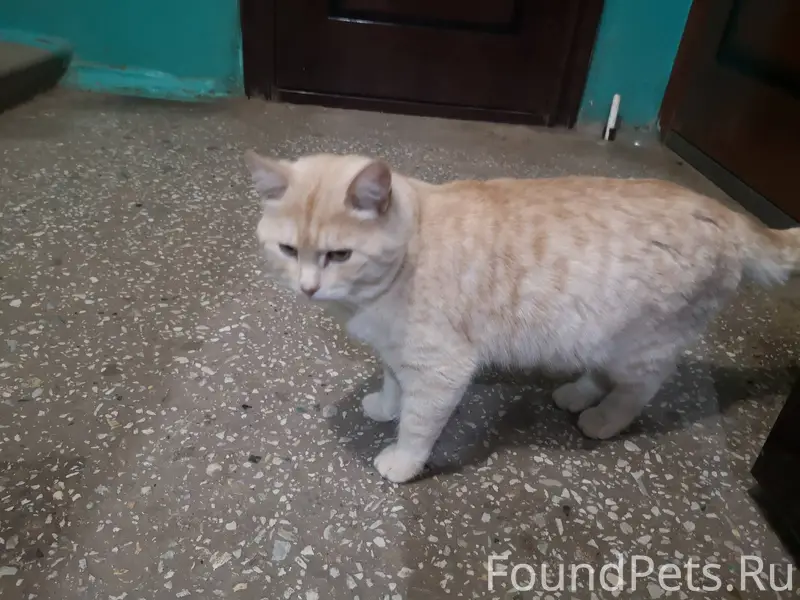 Найдён кот возле дома № 6...