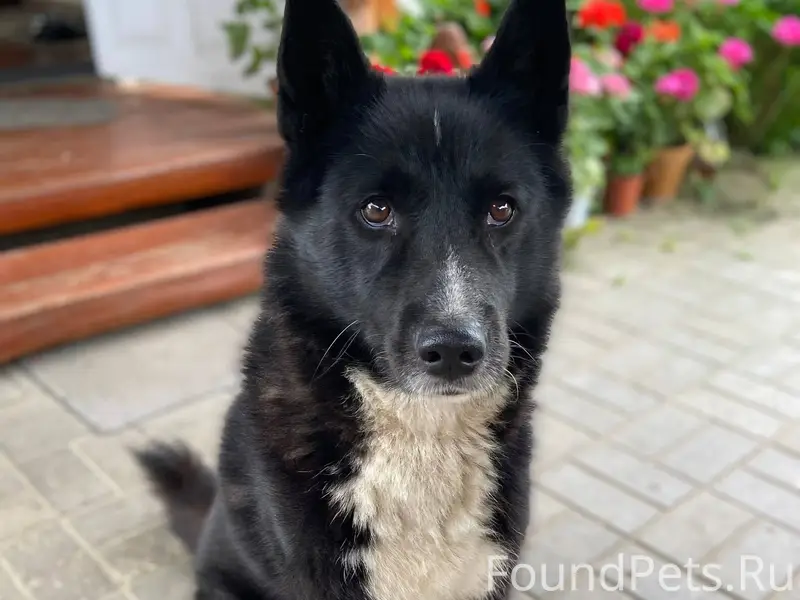 Здравствуйте! Пропал пёс 29 де...