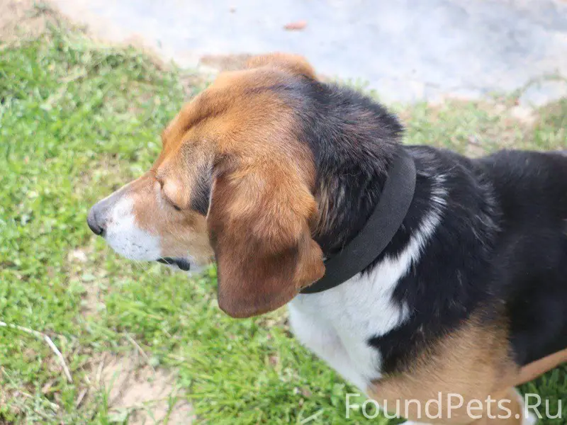 ‼️Потерялся пес, кличка Бильбо...