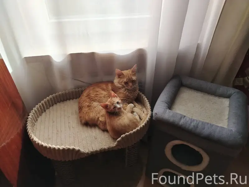 Пропал кот по кличке Атос. Рыж...