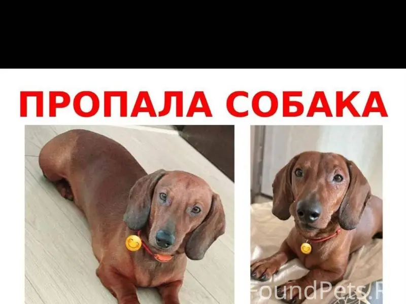 ПРОПАЛА СОБАКА! СЕЙЧАС МОЖЕТ Н...