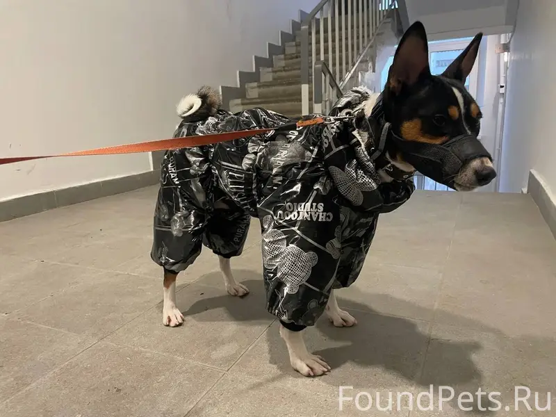 🚨Поиск кобеля породы басенджи!...