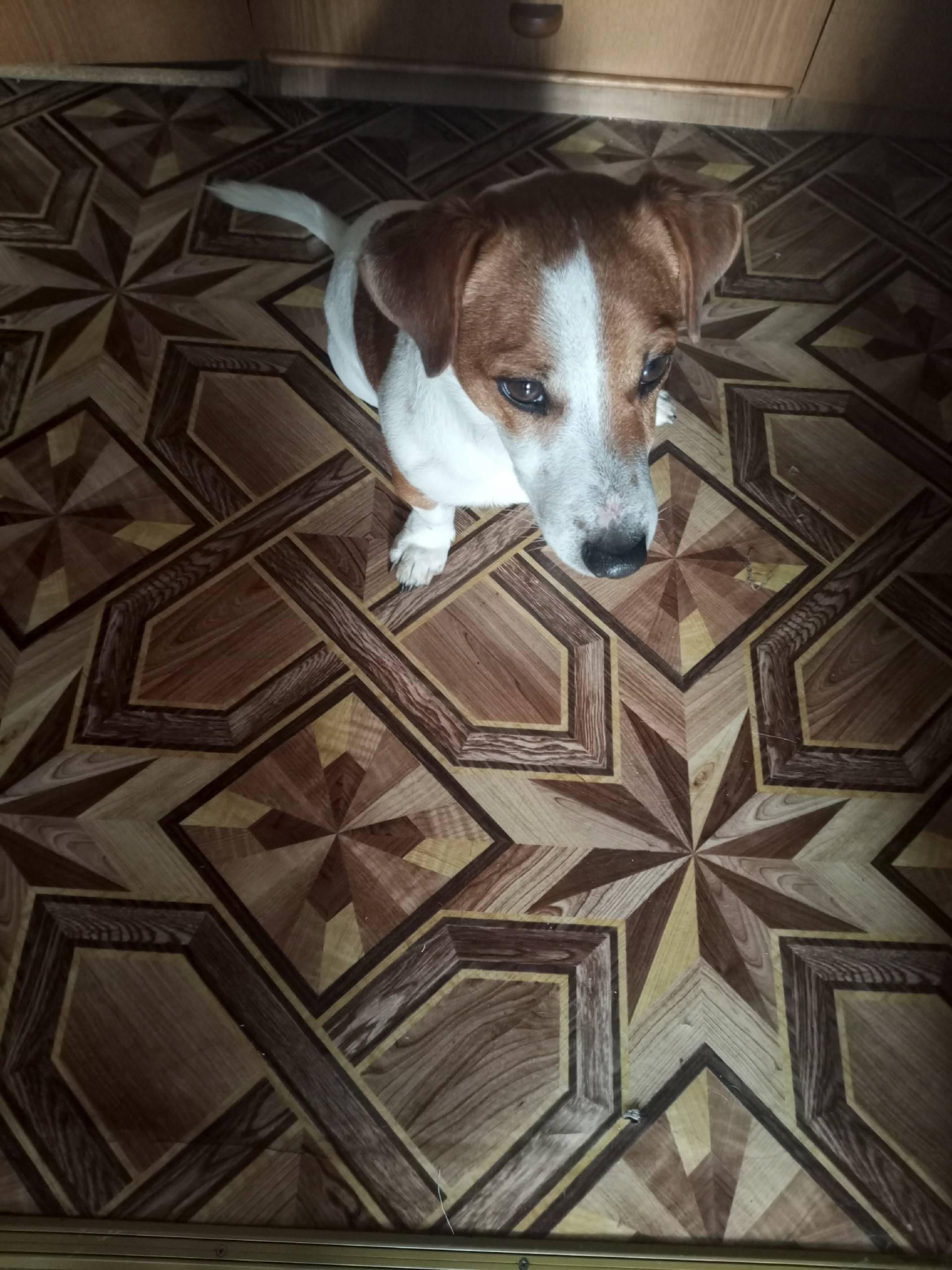 Найдена собака породы Джек Рас...