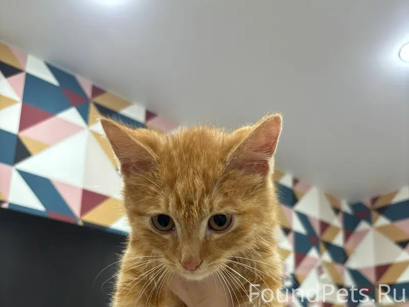 Найден котик (мальчик) в подва...