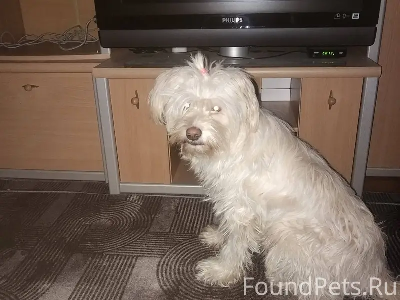 Здравствуйте! Найдена собака в...