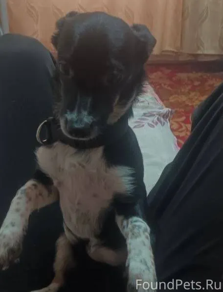 Пропал щенок-девочка,был черны...