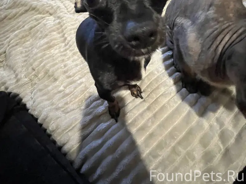 Потерялась собака в районе "ми...