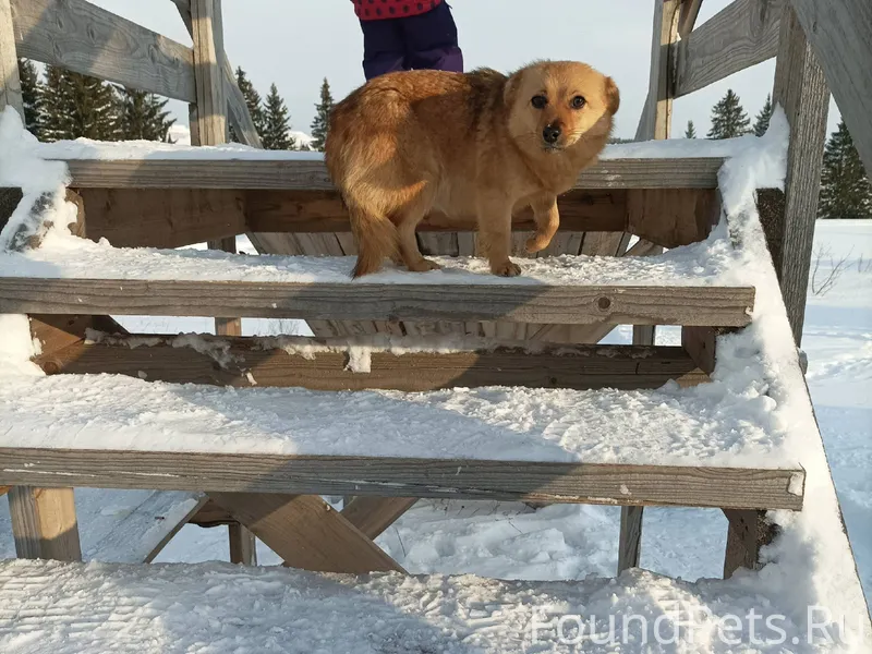В Малой Пурге найдена собачка....