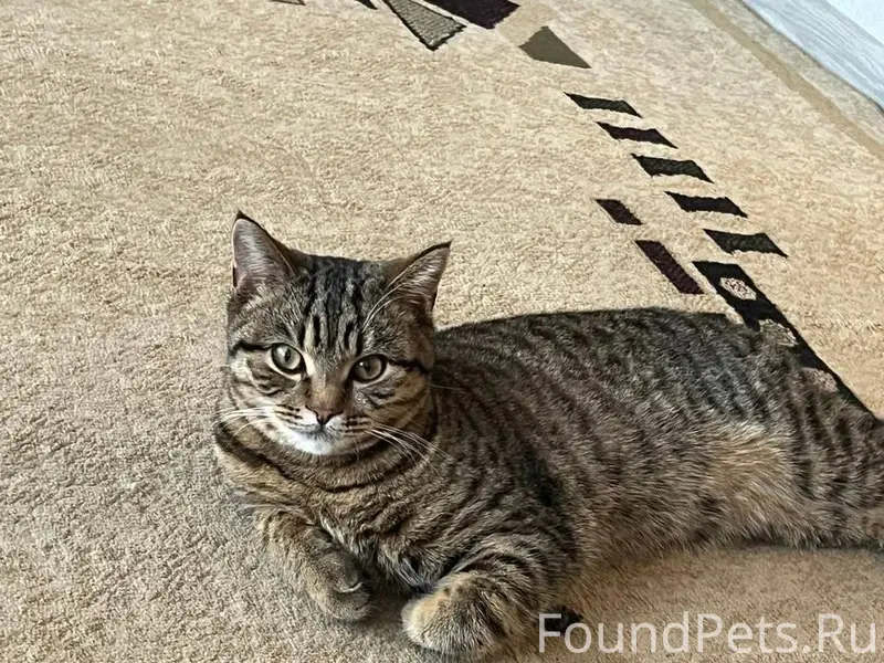 Пропал кот в Рабочем городке, ...
