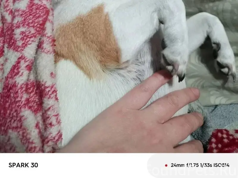 Пропала домашняя собака . Если...