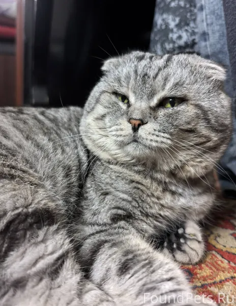 Пропал кот в районе залинии. В...