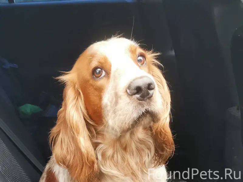 Пропал пёс ,район 3- ей школы....