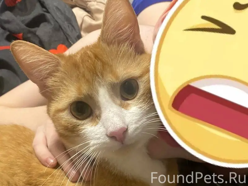 Пропал кот по кличке Феникс, р...