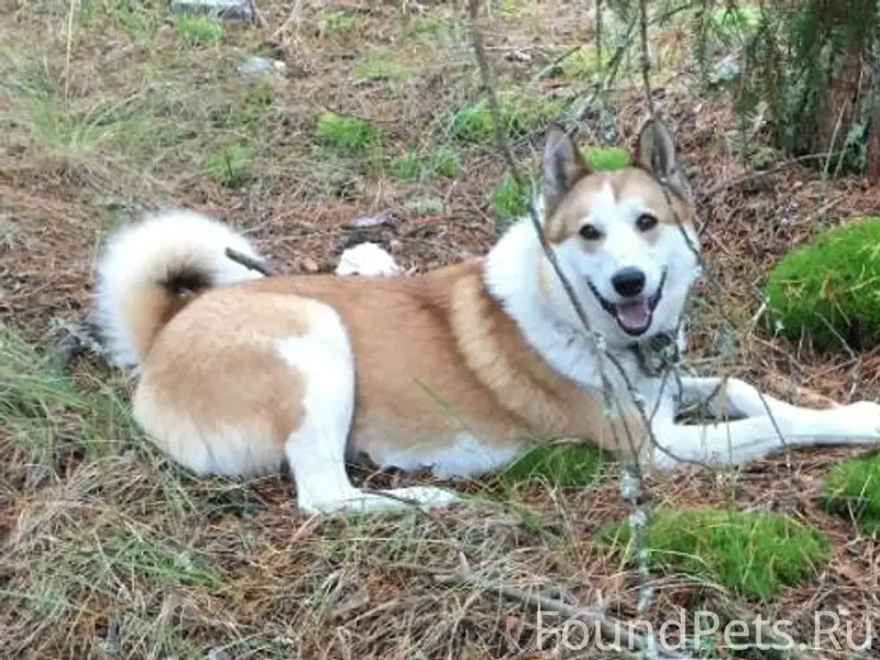 Внимание, розыск! Потерялся пе...