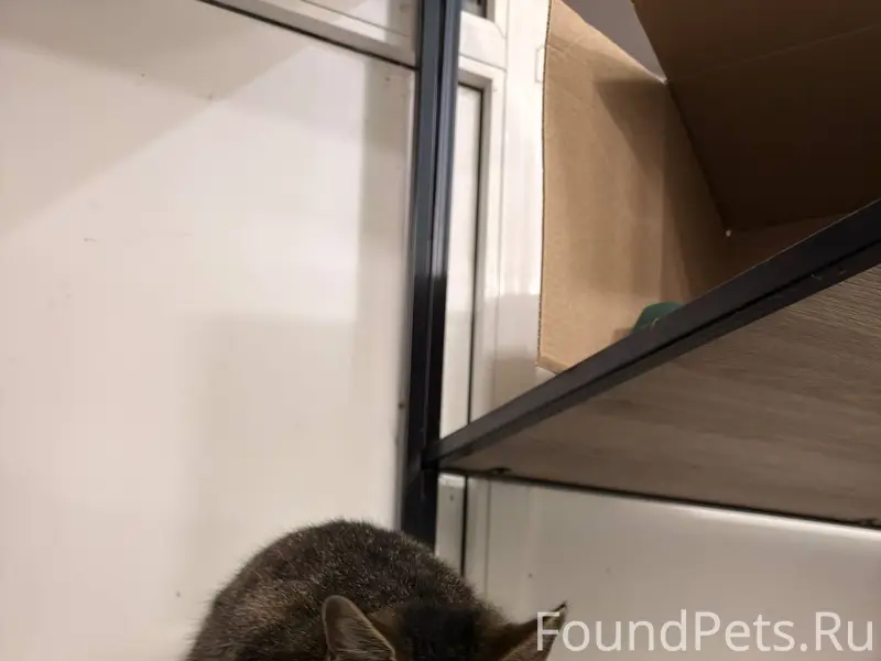 Найдена кошка (или кот) 🐱 В...