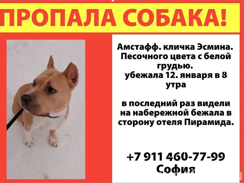 Убежала девочка амстаффа