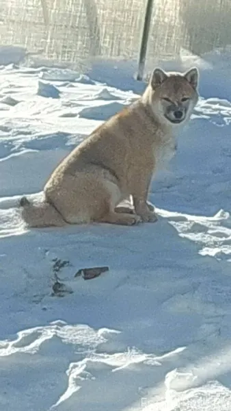 Потерялась собака по кличке Би...