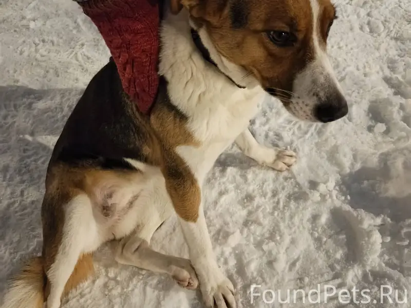 SOS!!! Пос. Железнодорожный, у...