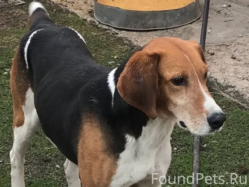 Пропала собака, просьба сообщи...