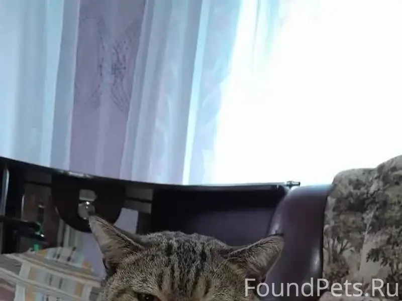 Пропал кот в районе магазина Р...