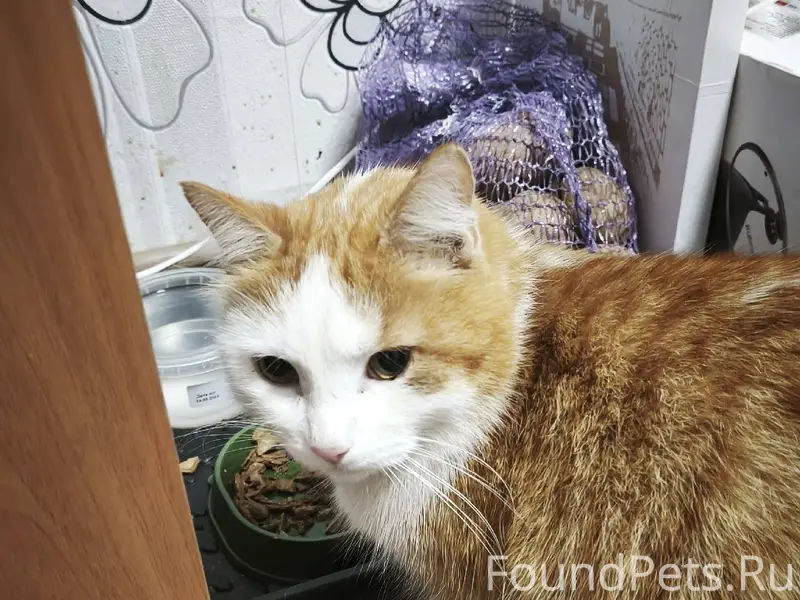 Найден котик или кошка, не пон...