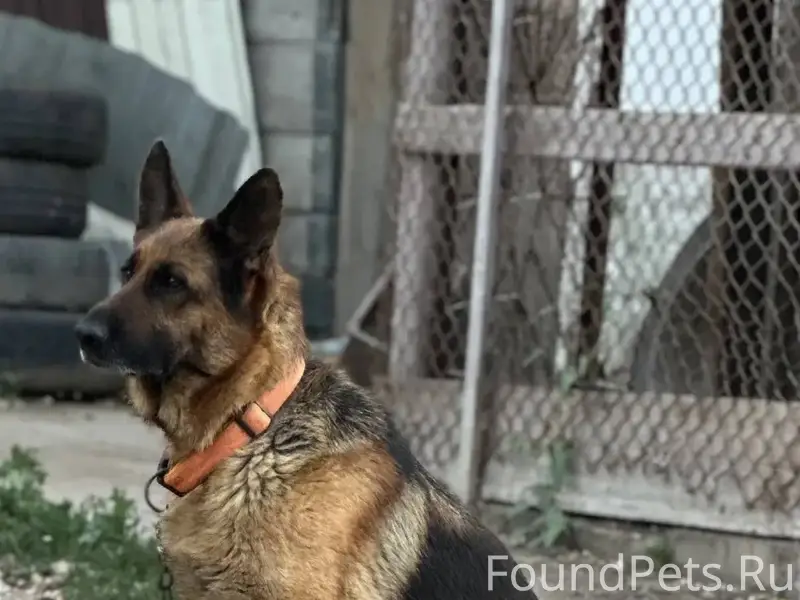 Убежала собака, немецкая овчар...