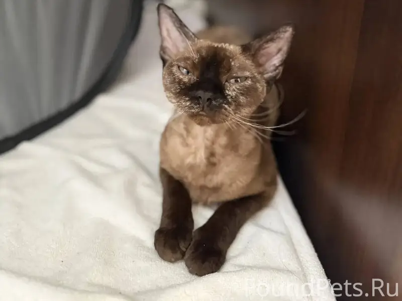 Пропала кошка кто видел просьб...