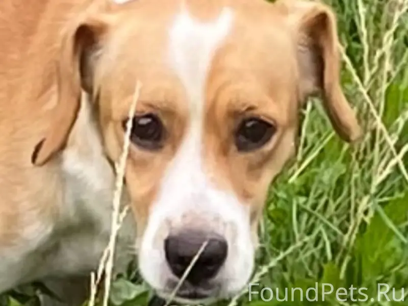 Потерялась собака , кличка Дик...