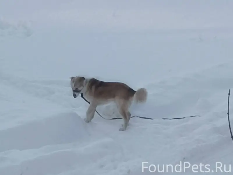 Чей пёс бегает на Лесной, може...