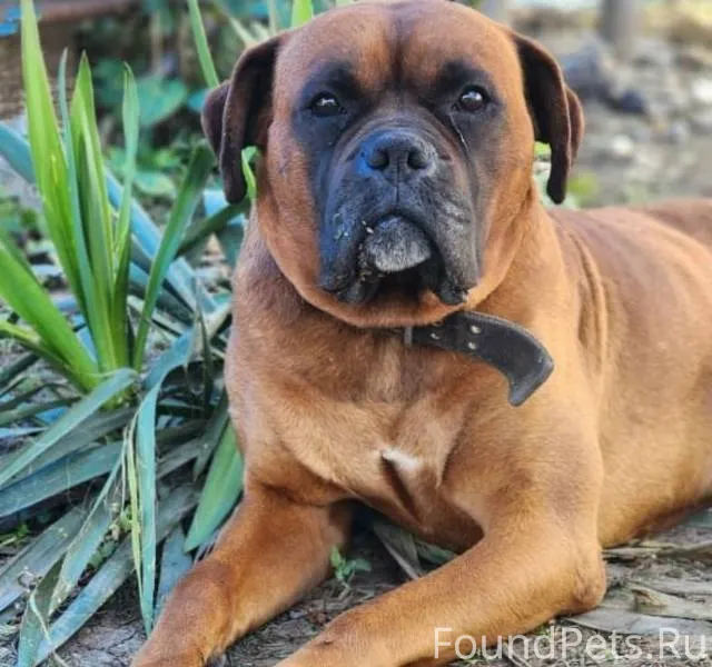 Сбежала собака в ночь с 9...