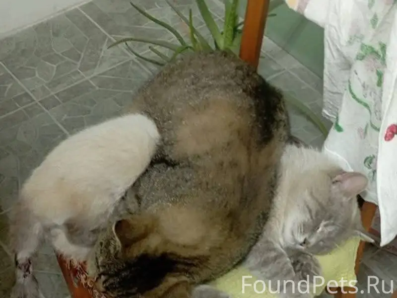 С.Новоказацкое, ул.Комарова, п...