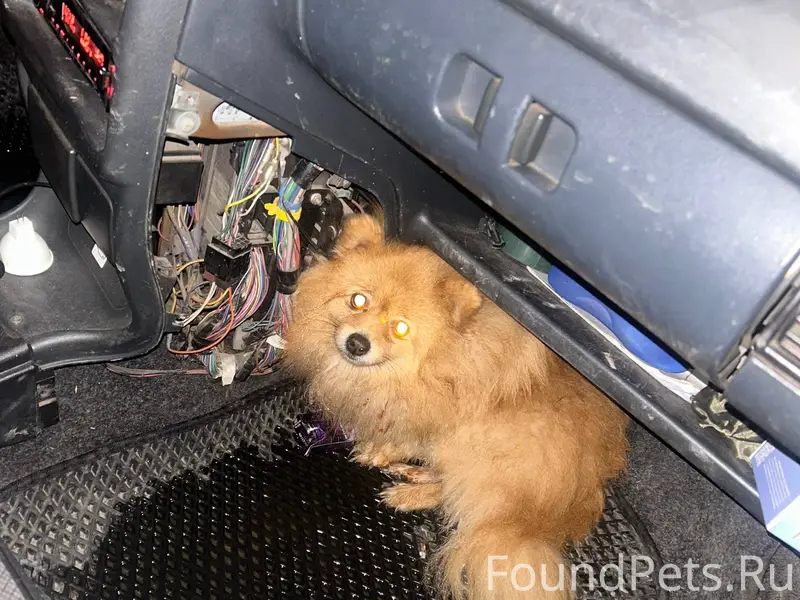 Найдена собака на Парковской Ч...