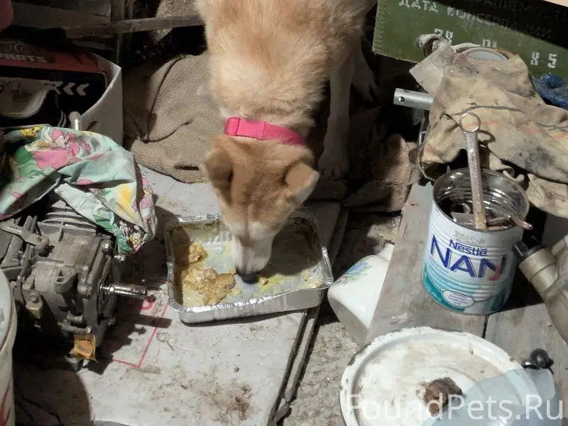 К нашим друзьям в дом пришла.....