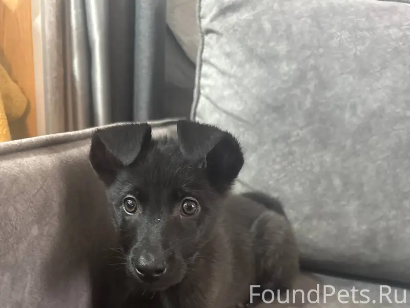 Найден щенок сегодня на дороге...