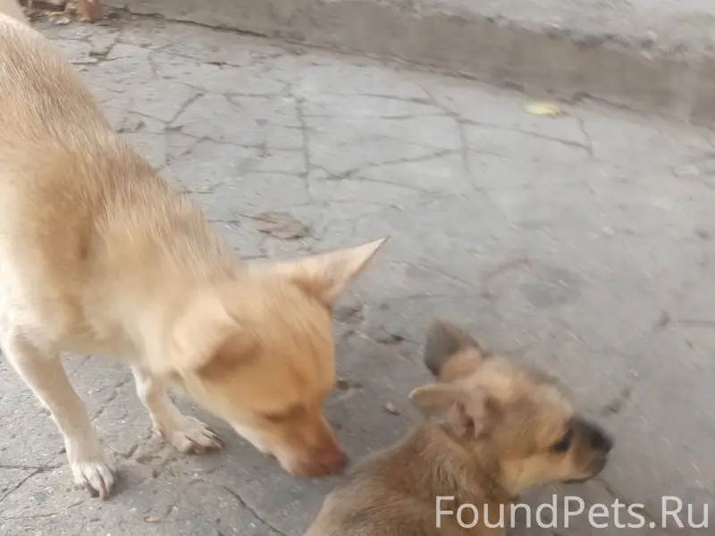 Пропал щенок 3 месяца на улице...