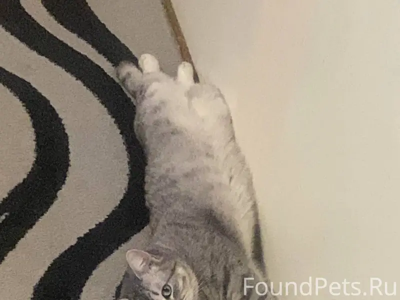 Пропал кот по кличке Балбес, р...