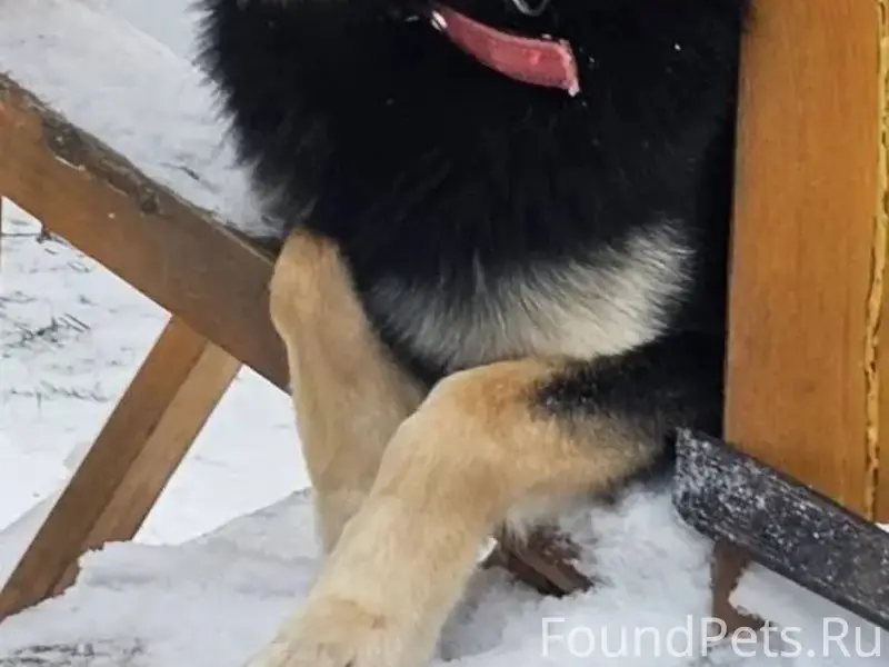 Ищем собаку. Убежал только что...