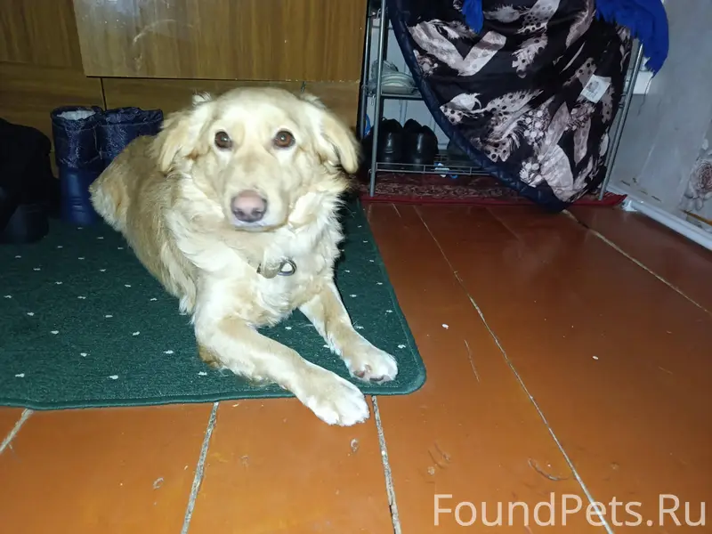 Здравствуйте, потерялась собак...