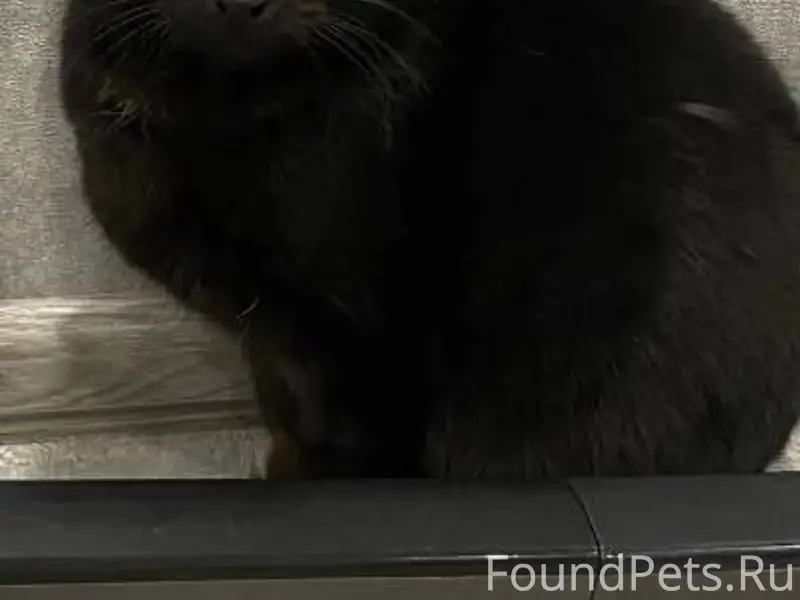 Найден подросток кот , по всем...