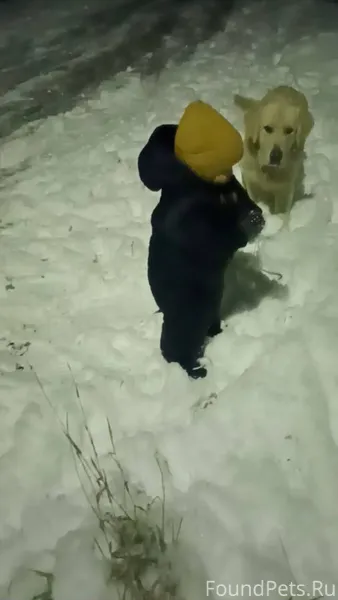 Потерялся пёс. Помогите найти ...