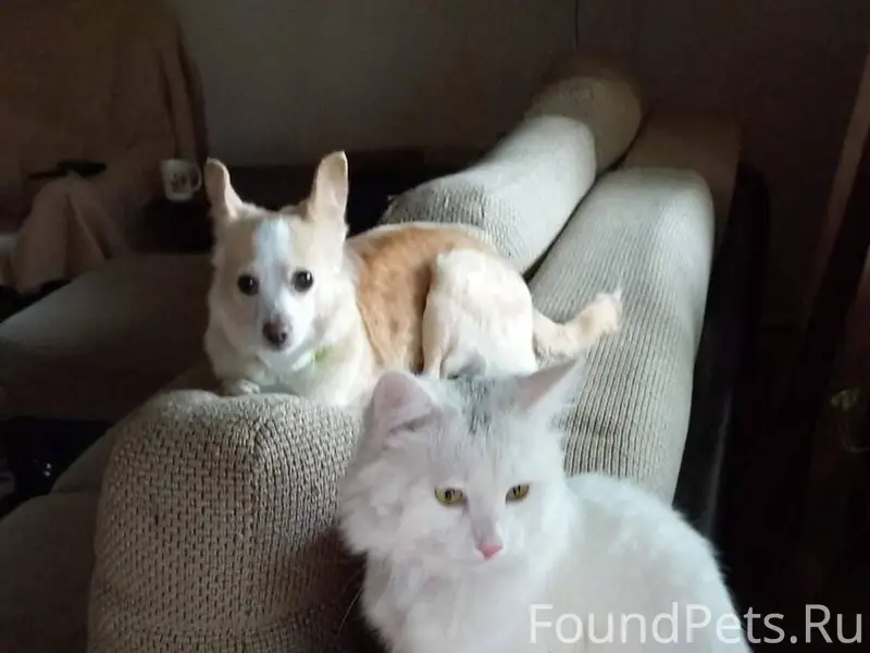 В д. Анхимово Вологодской обл....